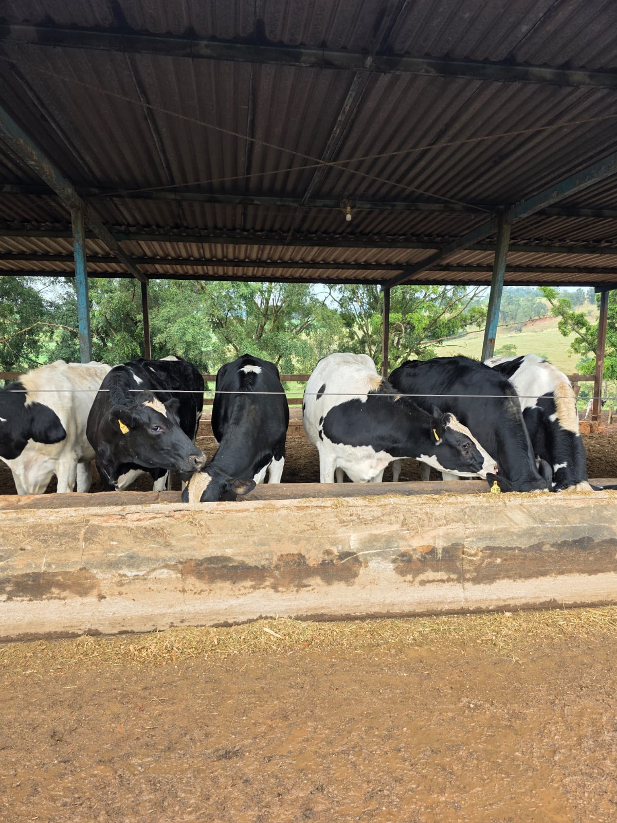 Confinamento bovino em propriedade rural atendida pela Grupo Soul